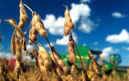 Igualmente se prevé un aumento de producción de arroz y soja 