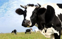 El planteo es por el descubrimiento de un caso en Brasil de una vaca sin síntomas y sin haber sido alimentada con ración 