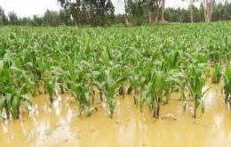 En Latinoamérica y el Caribe las “fuertes lluvias a final de año podrían retrasar” la plantación de cereales