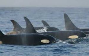 La orcas patrullan a la espera que los pingüinos y los leones marinos se hagan al agua para alimentarse