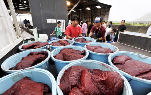 Japón (junto a Noruega e Islandia), autoriza la caza 'científica' de ballenas alegando que la población mundial de cetáceos es abundante