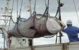 La flota de pesqueros zarpó de la localidad de Kushiro, en la isla septentrional de Hokkaido, y su cuota de capturas será similar a la del año pasado