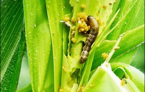 Esencial para la alimentación en muchas partes de África, el maíz es particularmente vulnerable a estas larvas. 