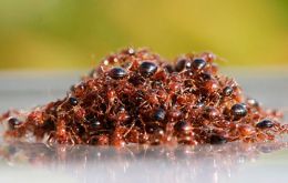 Miles de estas hormigas navegaron en una increíble red resistente al agua por calles, ríos y campos inundados de Houston, en busca de un nuevo lugar donde instalarse