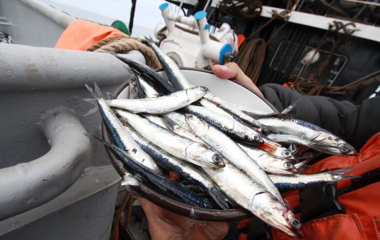 “Es probable que el desembarque de anchoveta alcance el millón de toneladas en abril, lo que aportaría alrededor de 1 punto porcentual al PBI”, señala el reporte.