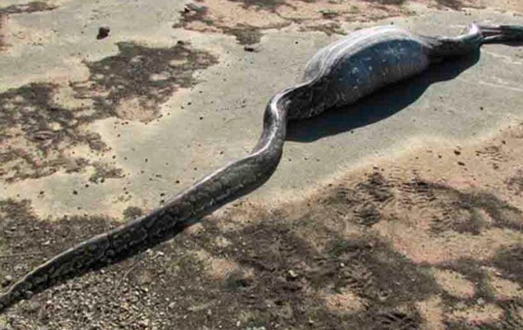 Lo que hallaron fue aterrador: una serpiente con su cuerpo totalmente hinchado a unos 50 metros del huerto de Wa Tiba. 