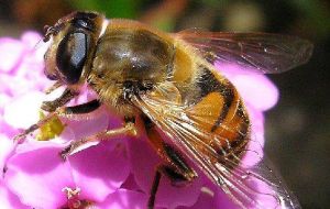 El formidable insecto que no sólo produce miel sino igualmente significativo es vehículo fundamental en la polinización de cultivos, frutales y la flora en general 