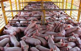 China es el principal importador de carne de cerdo y de los mayores productores del mundo, pero su creciente demanda está lejos de ser auto abastecida