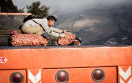 Agricultores descargan papa de un camión en el páramo de Mérida, Venezuela. Foto: Sebastián Astorga