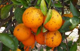  Los motivos expresados por la UE “tienen que ver con el riesgo fitosanitario relacionado a la enfermedad Mancha Negra en estas frutas”, señaló Senasa