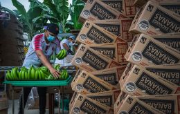 Ecuador solía enviar 1,8 millones de cajas de banano por semana a Rusia y 180.000 cajas a Ucrania. Foto: Sebastián Astorga