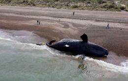 La marea roja estuvo detrás de la muerte de muchos animales marinos de la Patagonia