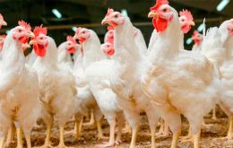 Los seres humanos no corren “ningún riesgo de contraer la enfermedad a través del consumo” de aves de corral o huevos, explicó Bahillo