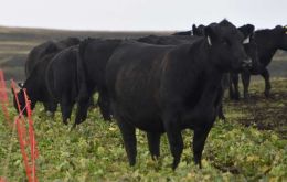 Se comenzaron pruebas en Walker Creek para la terminación y engorde de ganado bovino con raciones importadas de Uruguay.