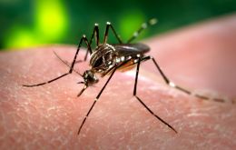 Argentina registra 106 muertes confirmadas por dengue en lo que va del año