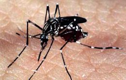 El mosquito Aedes Aegypti se ha vuelto inmune a algunos insecticidas debido al uso excesivo de estos productos