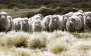 La producción de lana tiene una larga tradición y de identidad para las Falklands