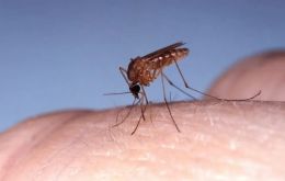 El oropouche provoca un cuadro similar al del dengue