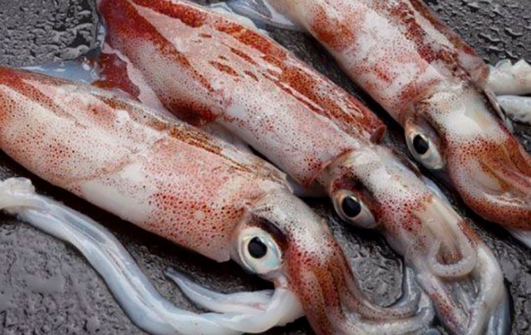 Hasta la tercera semana de mayo la captura total de calamar Illex para este año ha sido la más alta desde 2021 y la segunda mayor desde 2015.