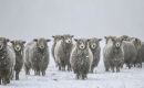 La nieve que cubre los pastos dificulta que los animales coman, explicó Jamieson