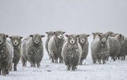 La nieve que cubre los pastos dificulta que los animales coman, explicó Jamieson