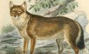 El lobo de las Falklands o Warrah, único mamífero terrestre de las Islas que fuera declarado extinto en la segunda mitad del siglo 19