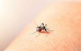 En lo que va del año, Argentina registró 527.517 casos de dengue, un aumento del 320% con respecto a 2023