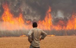 Se cree que el número sin precedentes de incendios en São Paulo ha sido provocado deliberadamente