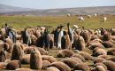 Algunas de las tantas colonias de pingüinos que habitan y anidan en las Falklands