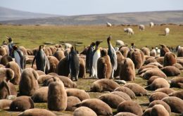 Algunas de las tantas colonias de pingüinos que habitan y anidan en las Falklands