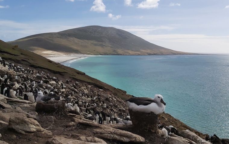 La Directora de Servicios Veterinarios de Falkland Zoe Fowler advirtió sobre posibles consecuencias de un brote de gripe aviar para la industria de turismo 