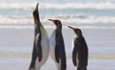 Los fantásticos pingüinos  Rey que tienen varias colonias en las Falklands 