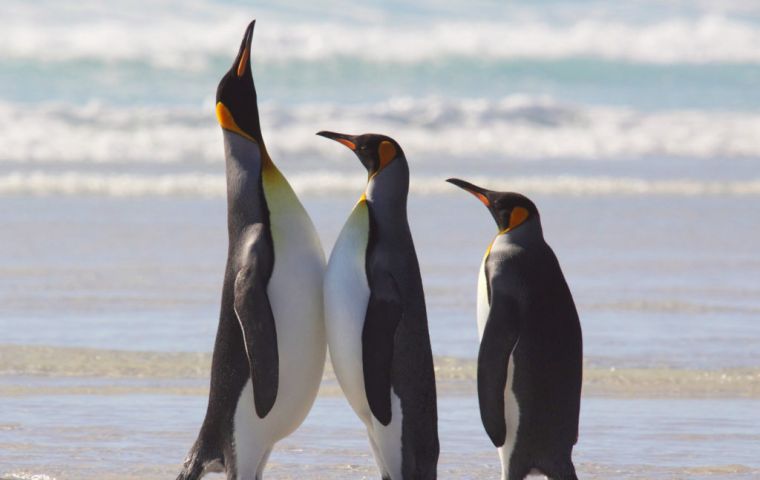 Los fantásticos pingüinos  Rey que tienen varias colonias en las Falklands 