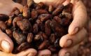 Los productores de cacao afirman que el plazo del 30 de diciembre fijado por la UE para prohibir los productos procedentes de zonas deforestadas era “poco realista”