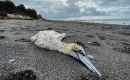 La Dra. Fowler afirma que si bien se confirmaron significativas pérdidas de albatros y pingüinos Gentoo en los islotes de Steeple Jason y Sea Lion