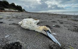 La Dra. Fowler afirma que si bien se confirmaron significativas pérdidas de albatros y pingüinos Gentoo en los islotes de Steeple Jason y Sea Lion