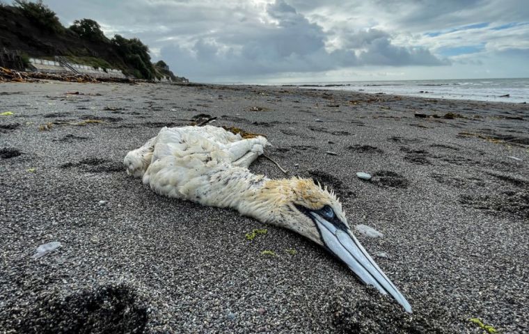 La Dra. Fowler afirma que si bien se confirmaron significativas pérdidas de albatros y pingüinos Gentoo en los islotes de Steeple Jason y Sea Lion