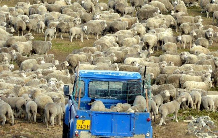 La tienda el “Galpón de la Lana” con el fin de agregar valor a la fibra de Falklands quedó abierta al público