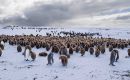 Volunteer Point, y sus pingüinos, un lugar clásico de recorrida de las excursiones a pocos kilómetros al norte de la capital Stanley (Foto D. Pettersson)