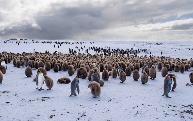 Volunteer Point, y sus pingüinos, un lugar clásico de recorrida de las excursiones a pocos kilómetros al norte de la capital Stanley (Foto D. Pettersson)