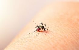 Paraguay es un país endémico para el dengue, que circula todo el año