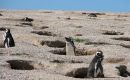 Loa pingüinos magallánicos con conocidos por anida en agujeros en la tierra