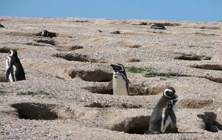 Loa pingüinos magallánicos con conocidos por anida en agujeros en la tierra