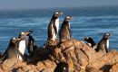 Para monitorear aves marinas se pueden utilizar una variedad de métodos, desde el conteo a la vista por personas en sus colonias o mediante fotos aereas. Foto: Falklands Conservation