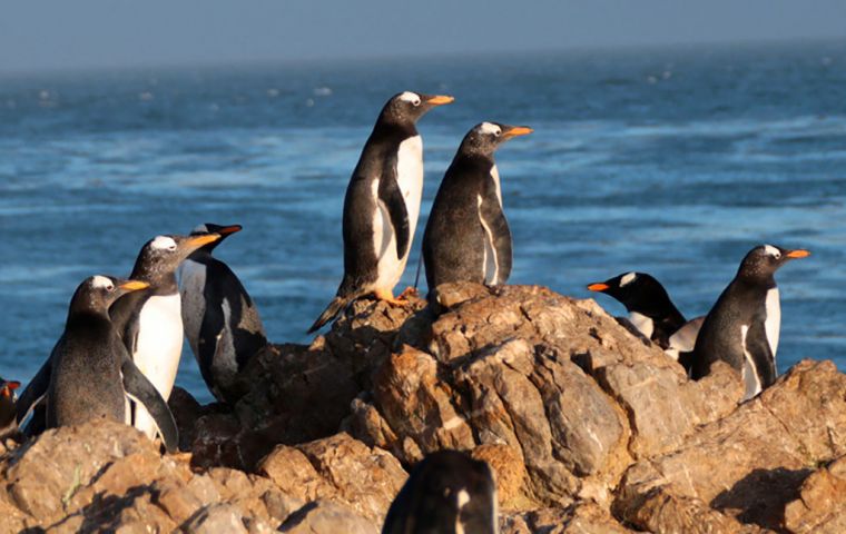 Para monitorear aves marinas se pueden utilizar una variedad de métodos, desde el conteo a la vista por personas en sus colonias o mediante fotos aereas. Foto: Falklands Conservation