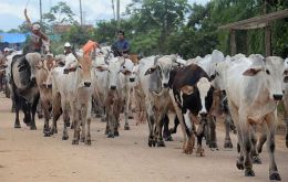 Las autoridades bolivianas están priorizando la demanda interna de carne