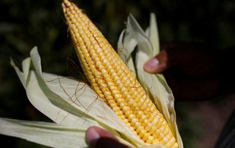 Estas semillas son conocidas como los “chips de la agricultura”, se explicó