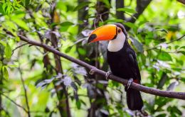 Se han establecido un total de 23 objetivos para promover la regeneración de los biomas de Brasil