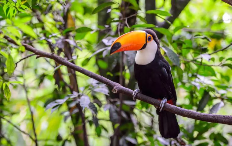 Se han establecido un total de 23 objetivos para promover la regeneración de los biomas de Brasil