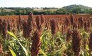 El sorgo es un cultivo clave en Bolivia